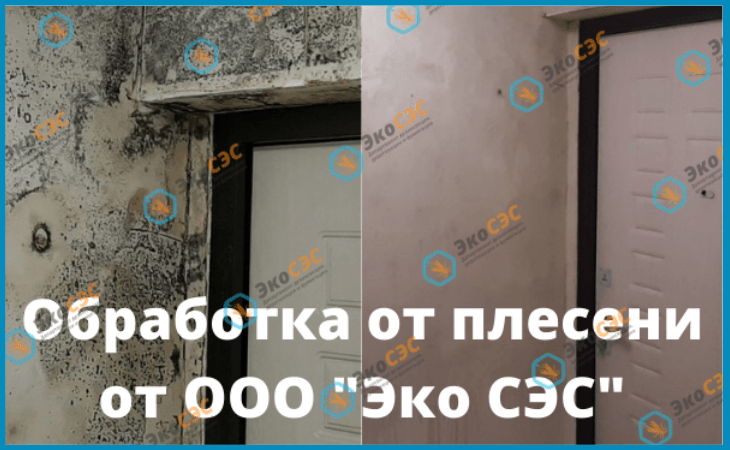 профессиональная обработка от плесени